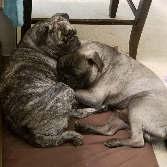 Meet your Posher, Brooksie - Picture 9 of 10